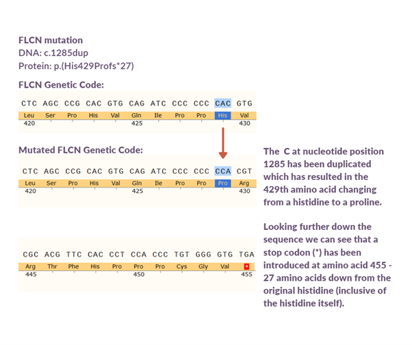 Example of FLCN mutation changing genetic code. The codon CAC becomes CCA. 