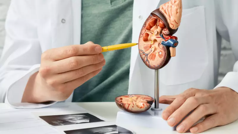 Doctor pointing to a model of a kidney